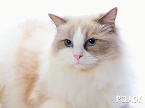 布偶猫体型几个月定型