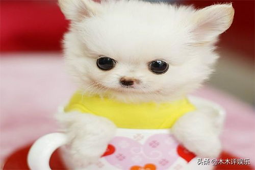 袖狗和茶杯犬哪个大