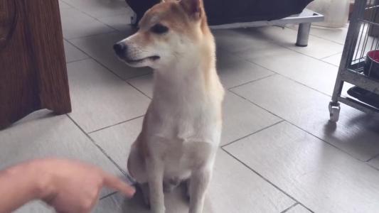 怎么训练土狗不咬人