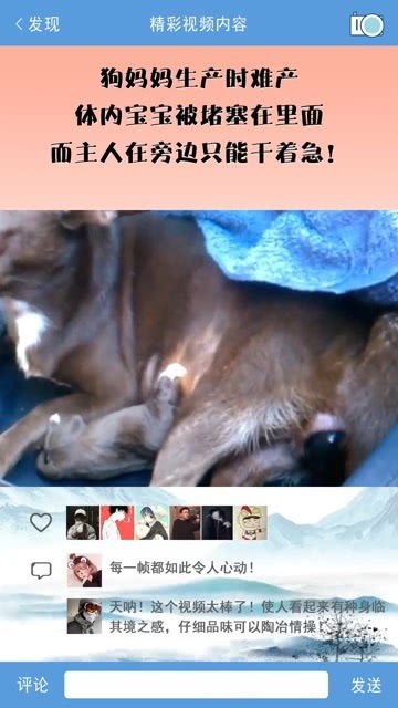 狗狗生产尾巴先出是难产吗