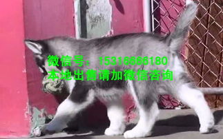 去哪可以买狗