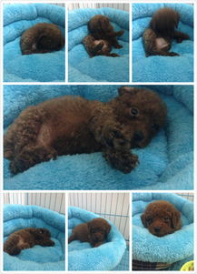 狗狗狂犬疫苗后多久可以驱虫