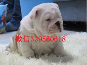 英斗幼犬