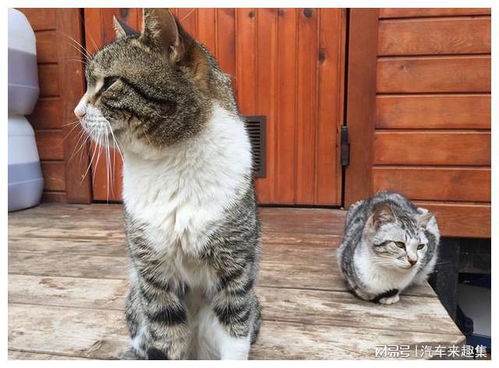 猫为什么喜欢往外跑,跑出去又很怂