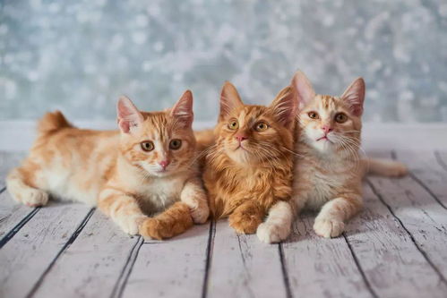 给猫利尿的药