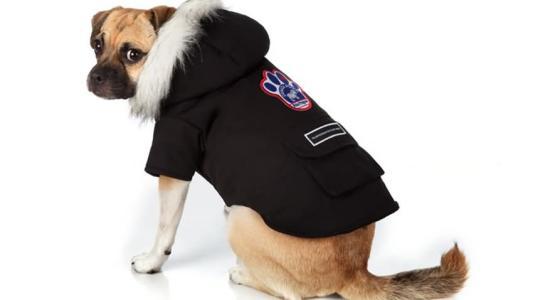 狗狗衣服去哪里买