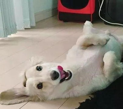 怎么偷偷养狗不被发现