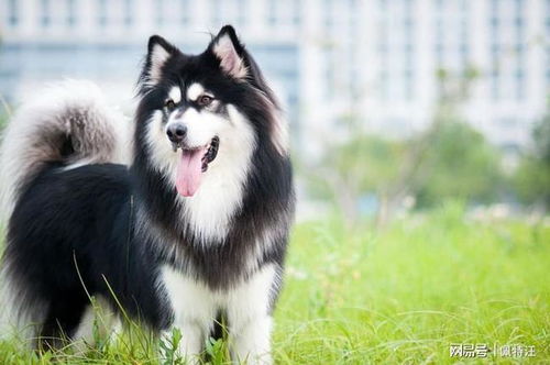 阿拉斯加犬怕什么