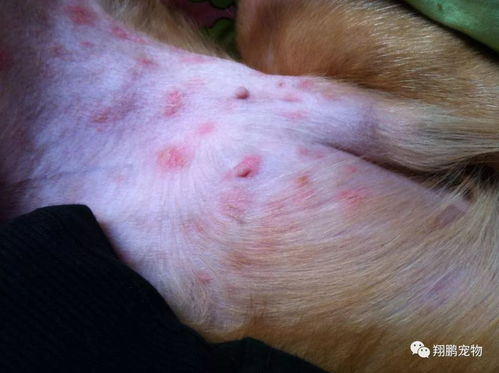 狗狗容易得什么皮肤病