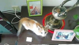 怎么不让小猫咬手