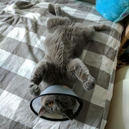 公猫做绝育大概多久