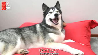 怎么辨别真狗牙假狗牙