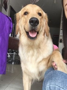 狗狗生理期是多久