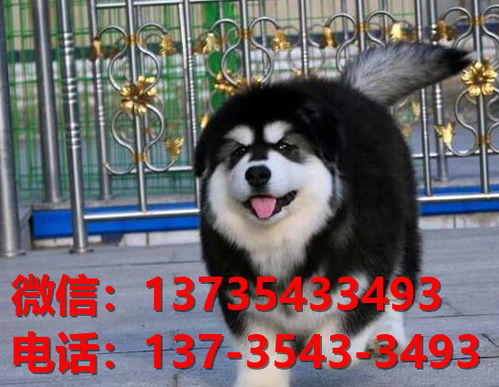 购买阿拉斯加犬注意事项