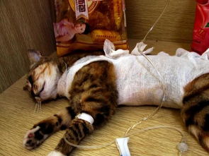 猫猫绝育多久洗澡