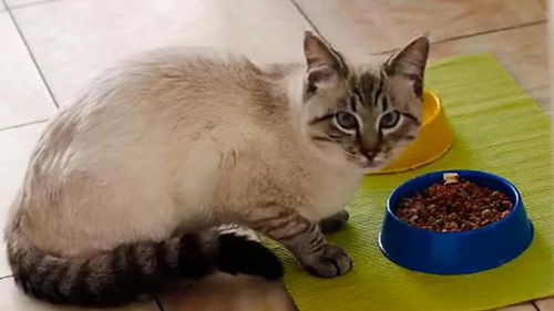 猫平时需要吃什么