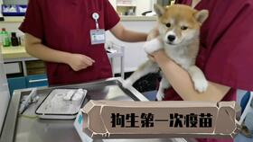 成年犬注射疫苗