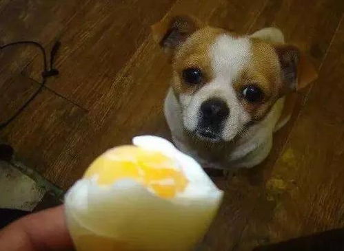 给狗狗吃鸡蛋黄好吗