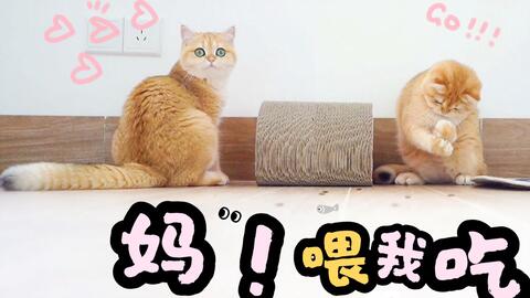 如何让猫咪自己吃饭