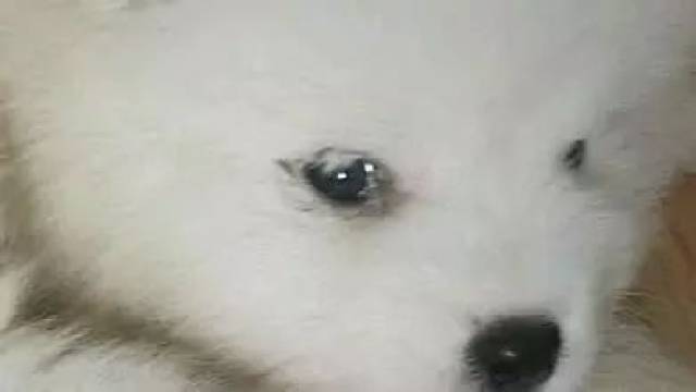 狗狗倒睫毛怎么治疗