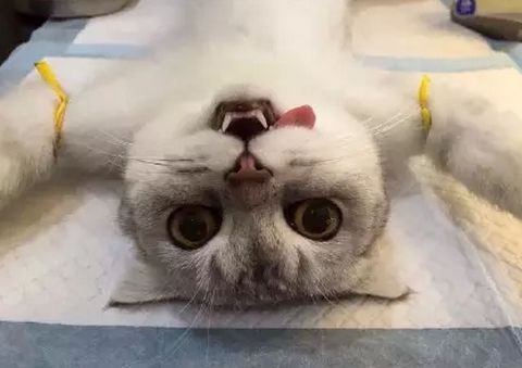 猫绝育手术有什么好处