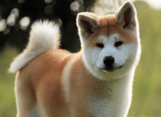 秋田犬驱虫用什么药
