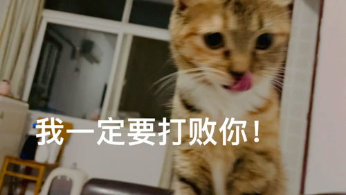 怎么能让小猫咪不怕我