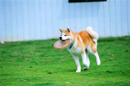 秋田犬母犬多高多重