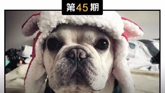 犬类寄生虫图