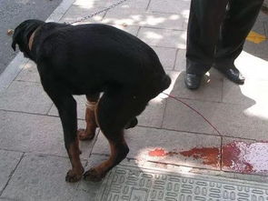犬细小病是什么