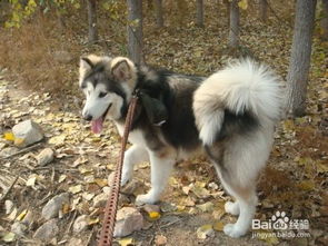 阿拉斯加犬不想吃狗粮
