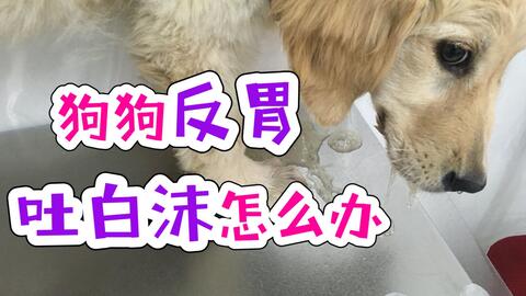 狗吐白沫为什么不吃饭
