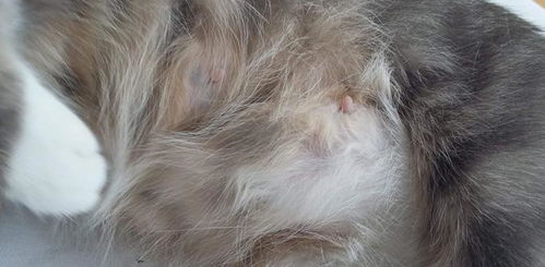 猫发炎的症状