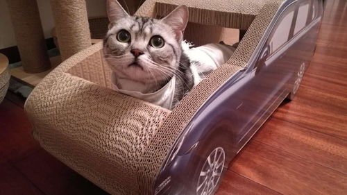 猫抓后多久算是安全了
