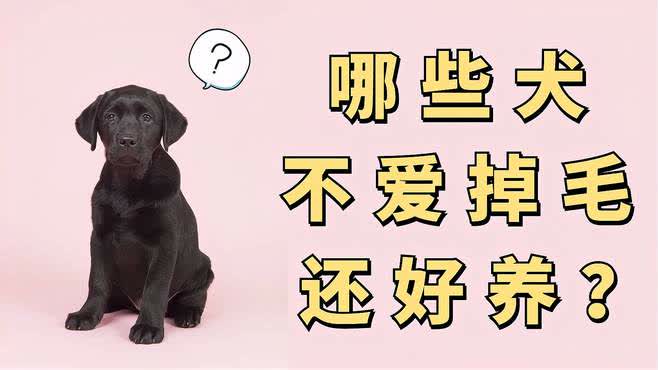 不掉毛中型犬养什么好