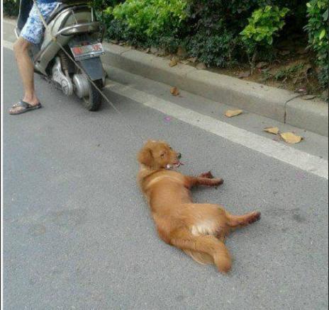 狗吐白沫是不是要死了