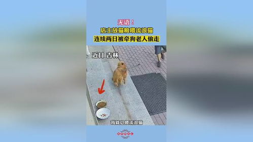 喂流浪猫猫粮放哪里