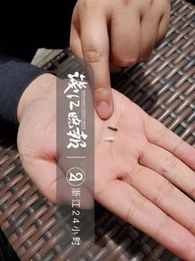 狗狗芯片植入是什么意思