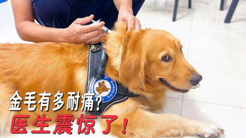 狗狗怎么止疼