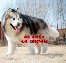 阿拉斯加犬巨型犬