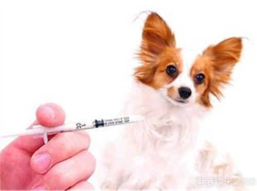 狗疫苗和驱虫多少钱