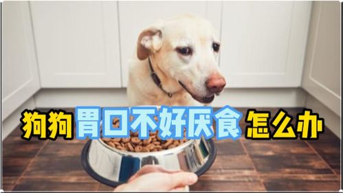 怎么让狗狗食欲好起来呢