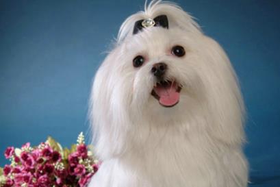 马尔济斯犬是什么品种