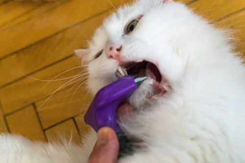 猫猫多久开始磨牙