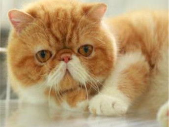 加菲猫成猫价格多少钱一只