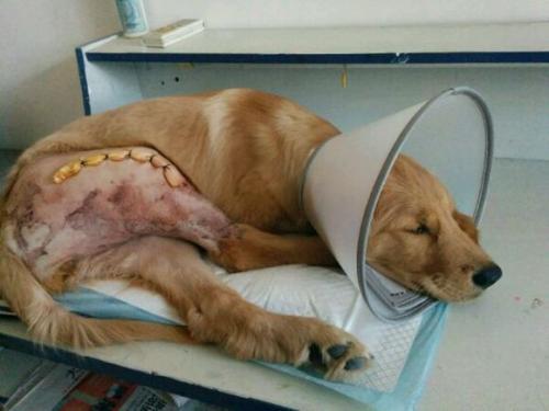 狗狗剖腹产后用什么药恢复快