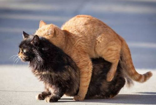 猫发情后多久配种一次