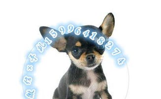 小犬短毛