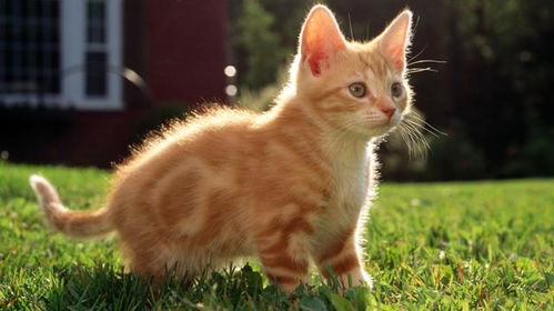 怎么让猫咪不淘气