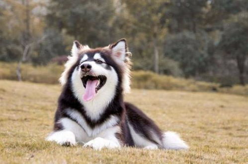 阿拉斯加犬有品种吗
